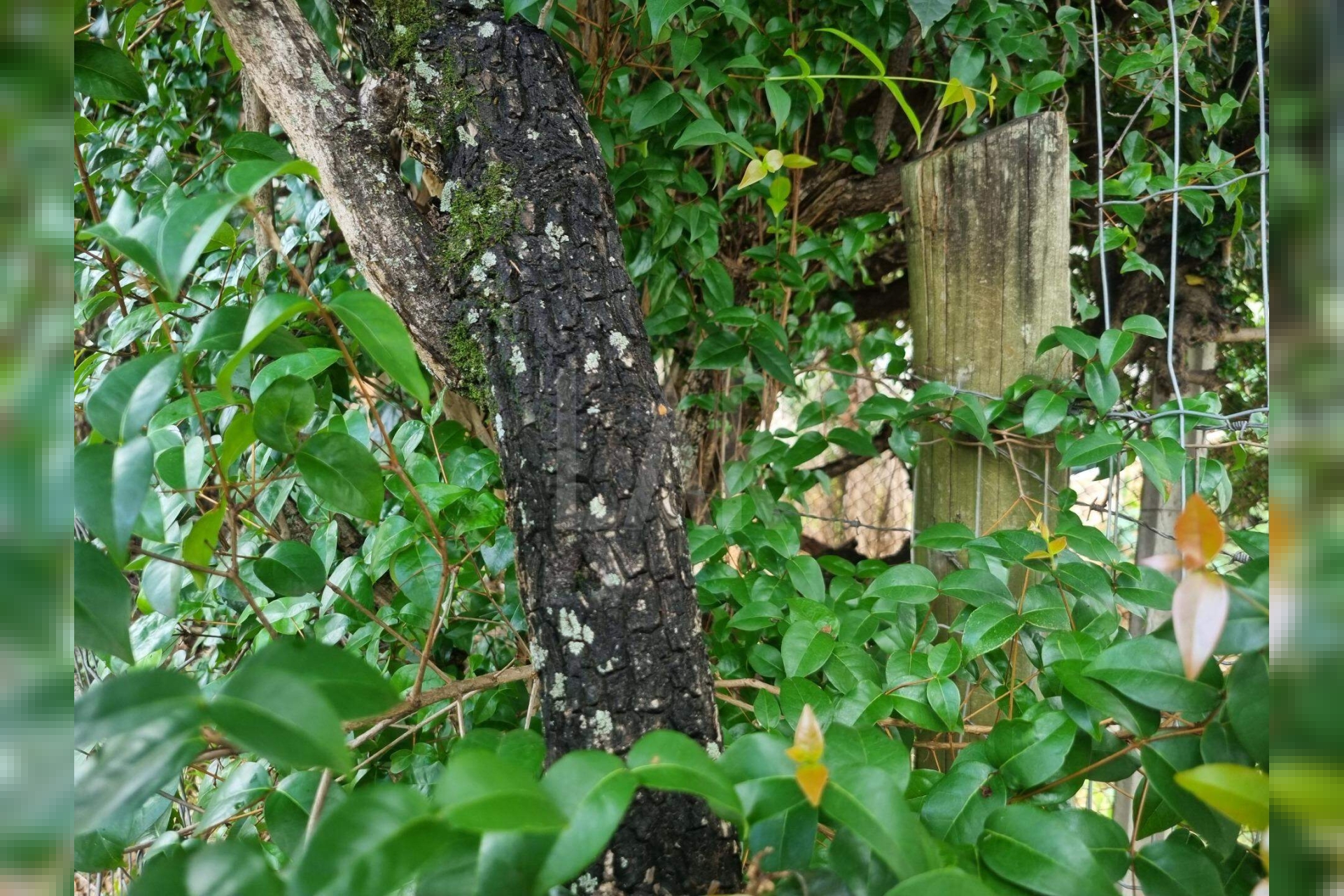 Lote - Terreno à venda, Santa Lúcia, Belo Horizonte - MG