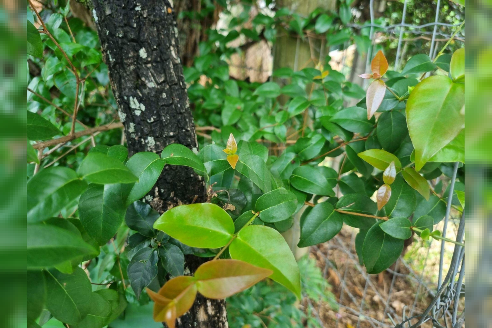 Lote - Terreno à venda, Santa Lúcia, Belo Horizonte - MG