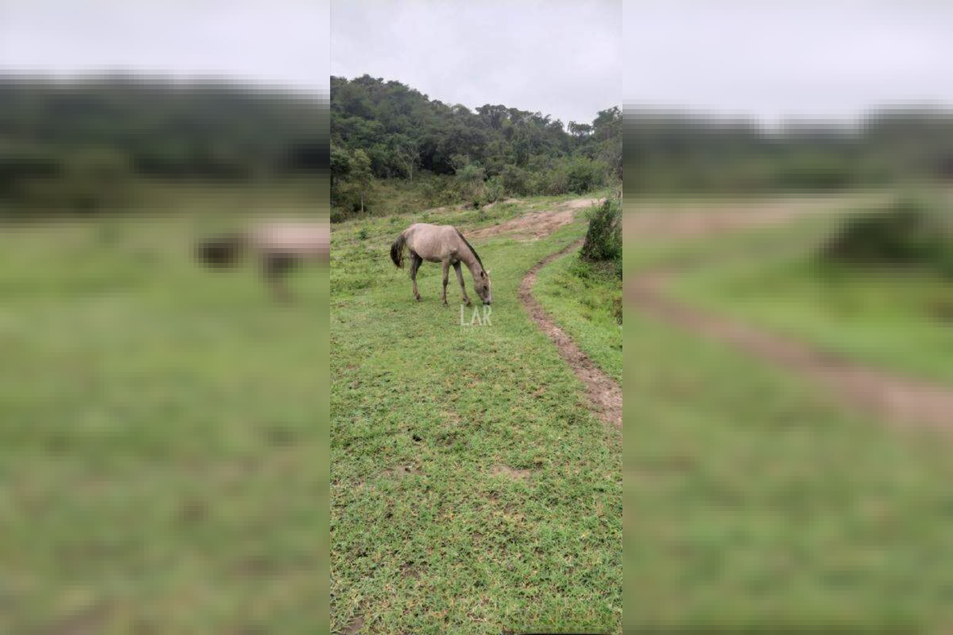 Fazenda - Sítio de 3 quartos à venda, Bandeirinhas, Betim - MG