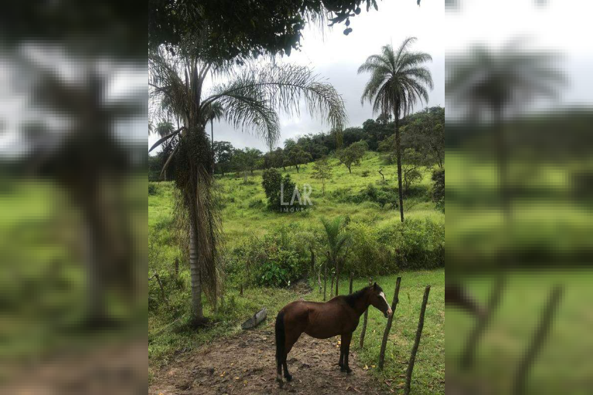 Fazenda - Sítio de 3 quartos à venda, Bandeirinhas, Betim - MG