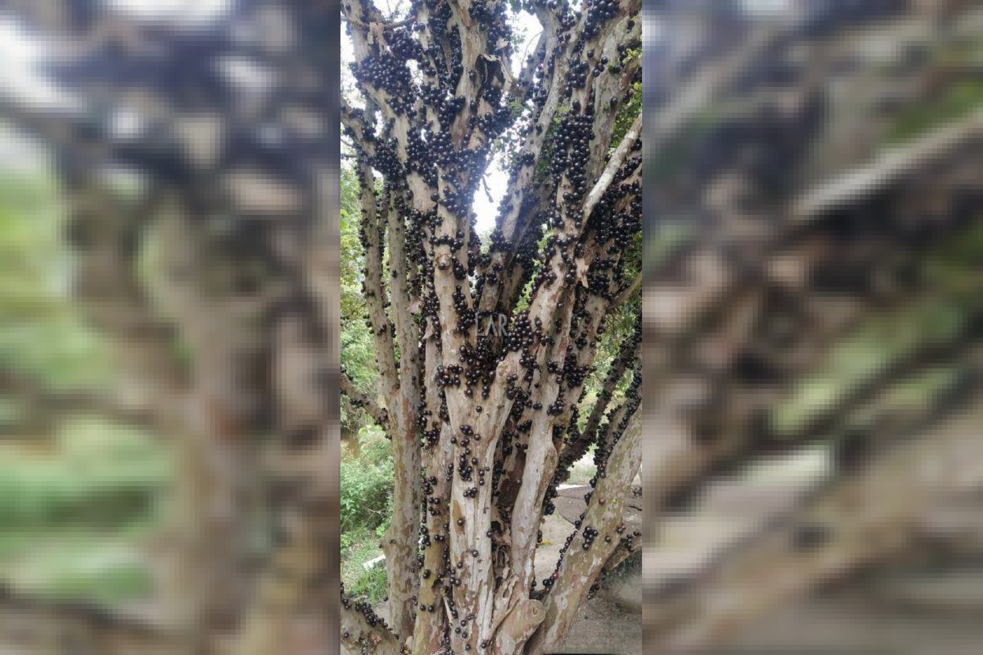 Fazenda - Sítio de 3 quartos à venda, Bandeirinhas, Betim - MG