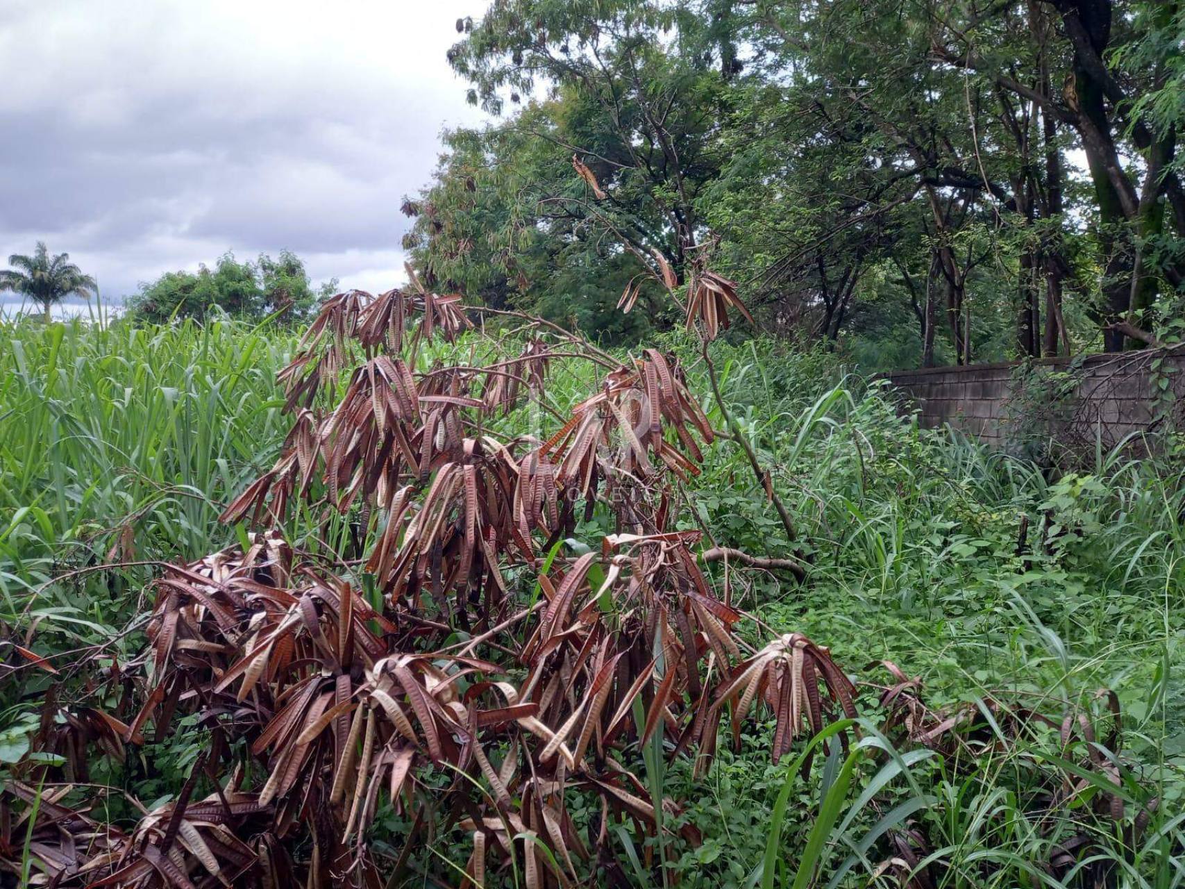 Lote - Terreno à venda, Garças, Belo Horizonte - MG