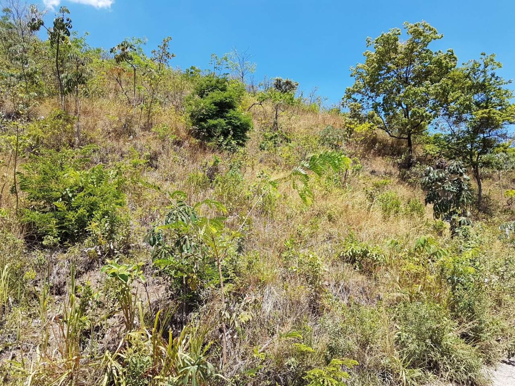 Lote - Terreno à venda, Mangabeiras, Belo Horizonte - MG