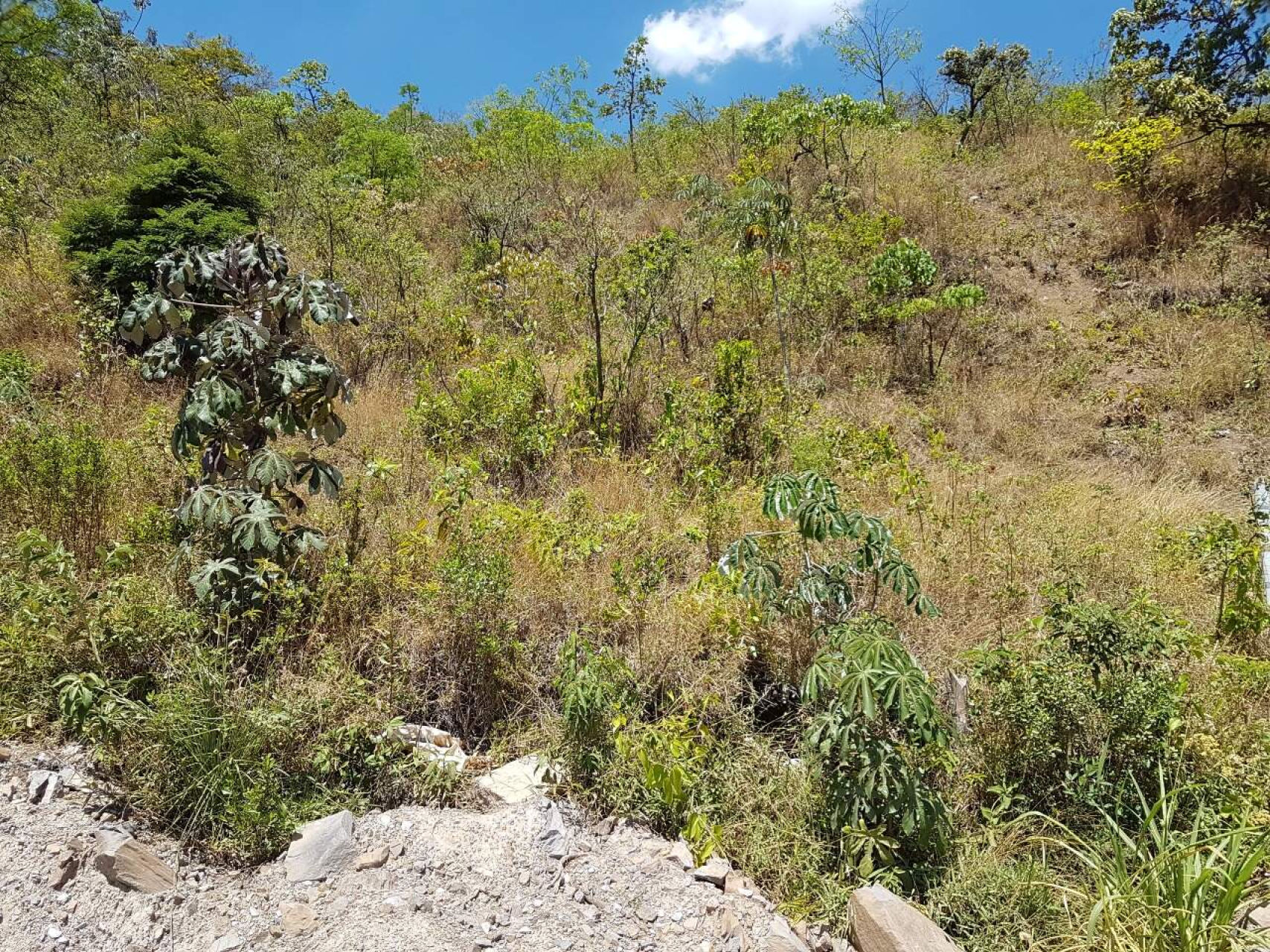 Lote - Terreno à venda, Mangabeiras, Belo Horizonte - MG