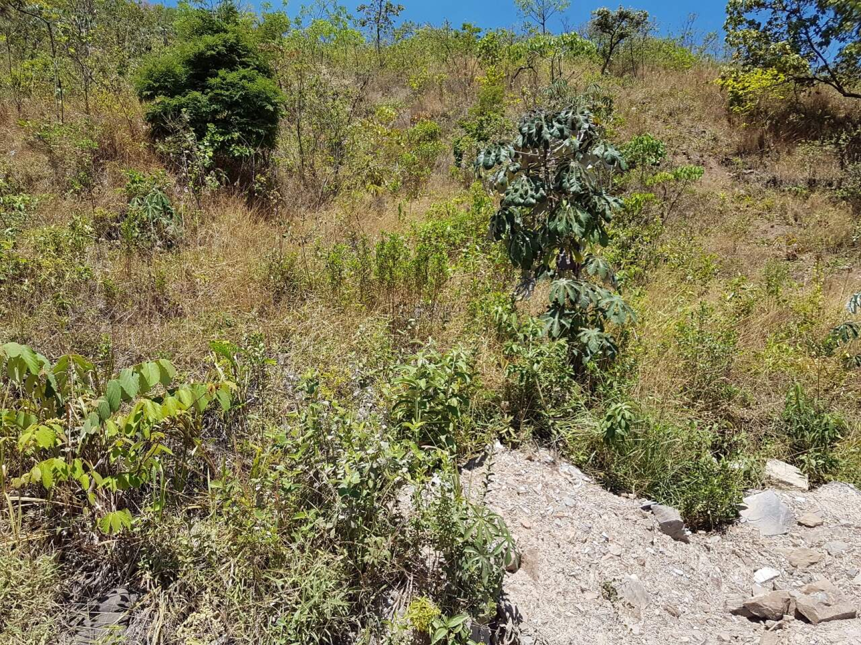 Lote - Terreno à venda, Mangabeiras, Belo Horizonte - MG