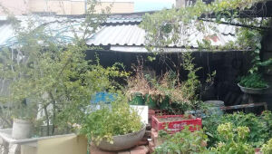 Casa à venda, Colégio Batista, Belo Horizonte - MG