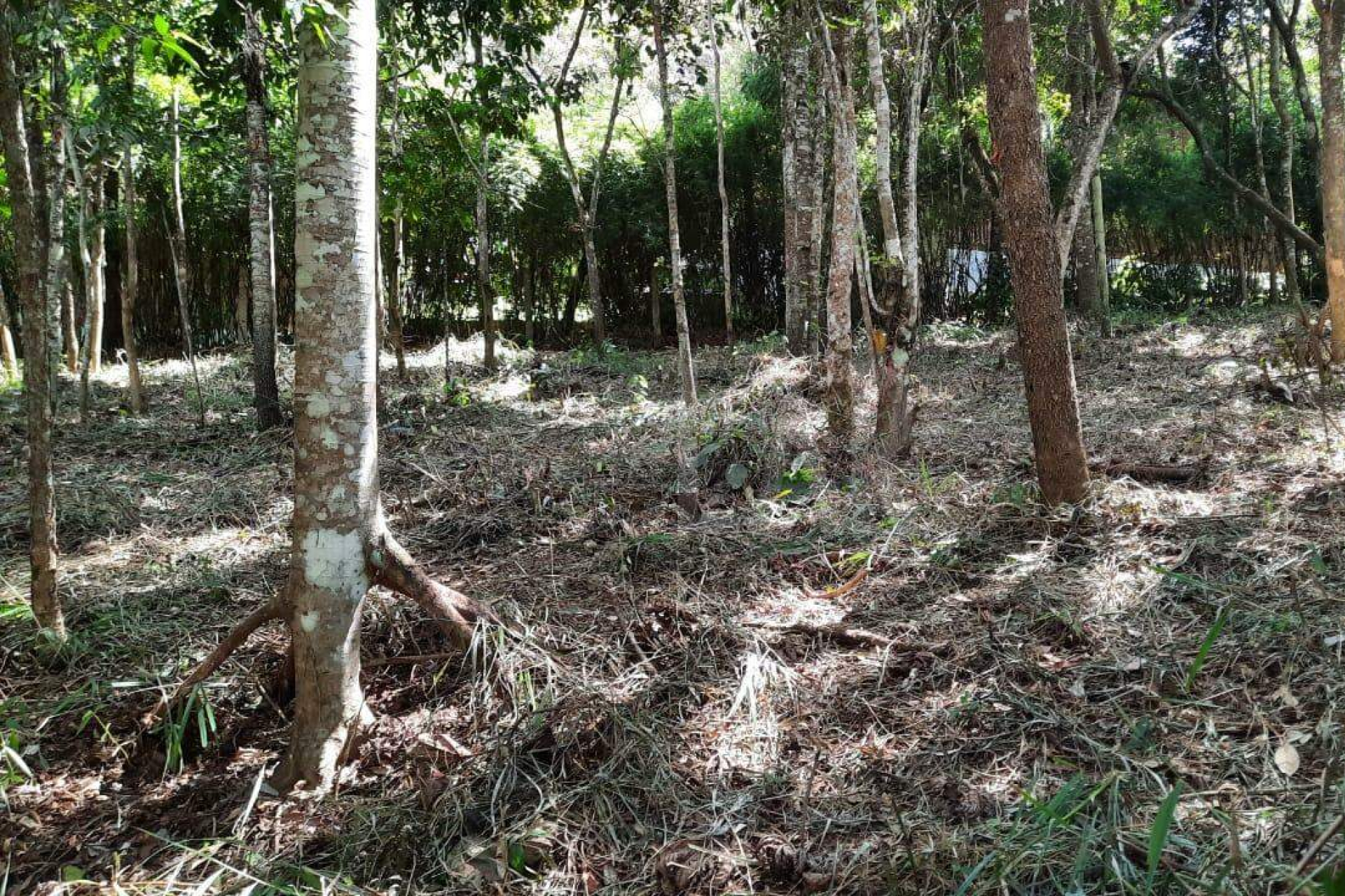 Lote em Condomínio à venda, Estância Serrana, Nova Lima - MG