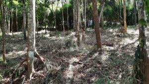 Lote em Condomínio à venda, Estância Serrana, Nova Lima - MG