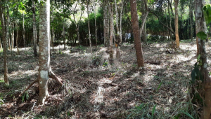 Lote em Condomínio à venda, Estância Serrana, Nova Lima - MG