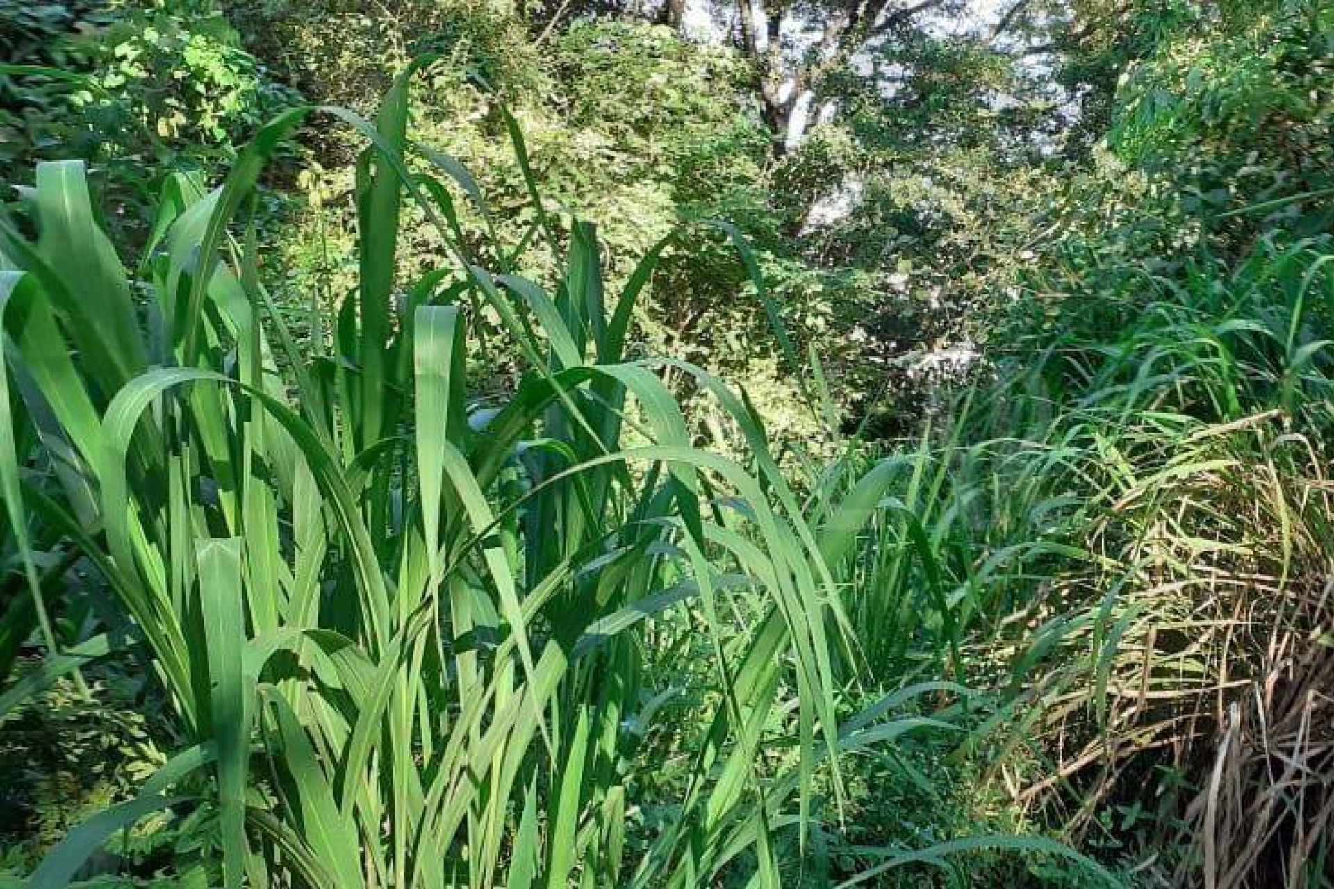 Lote - Terreno à venda, Nova Pampulha, Vespasiano - MG