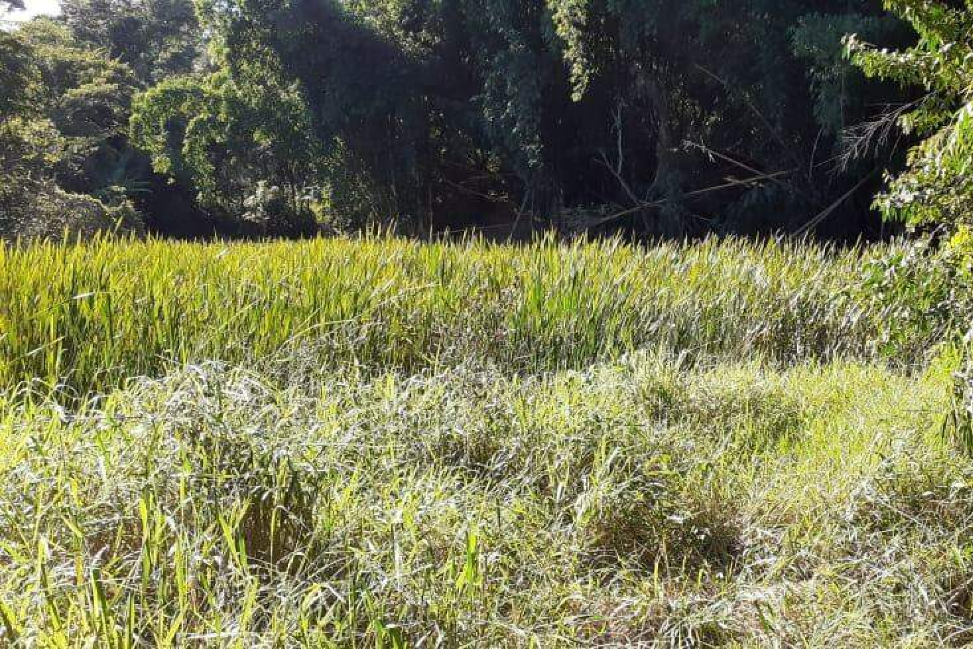 Lote - Terreno à venda, Nova Pampulha, Vespasiano - MG