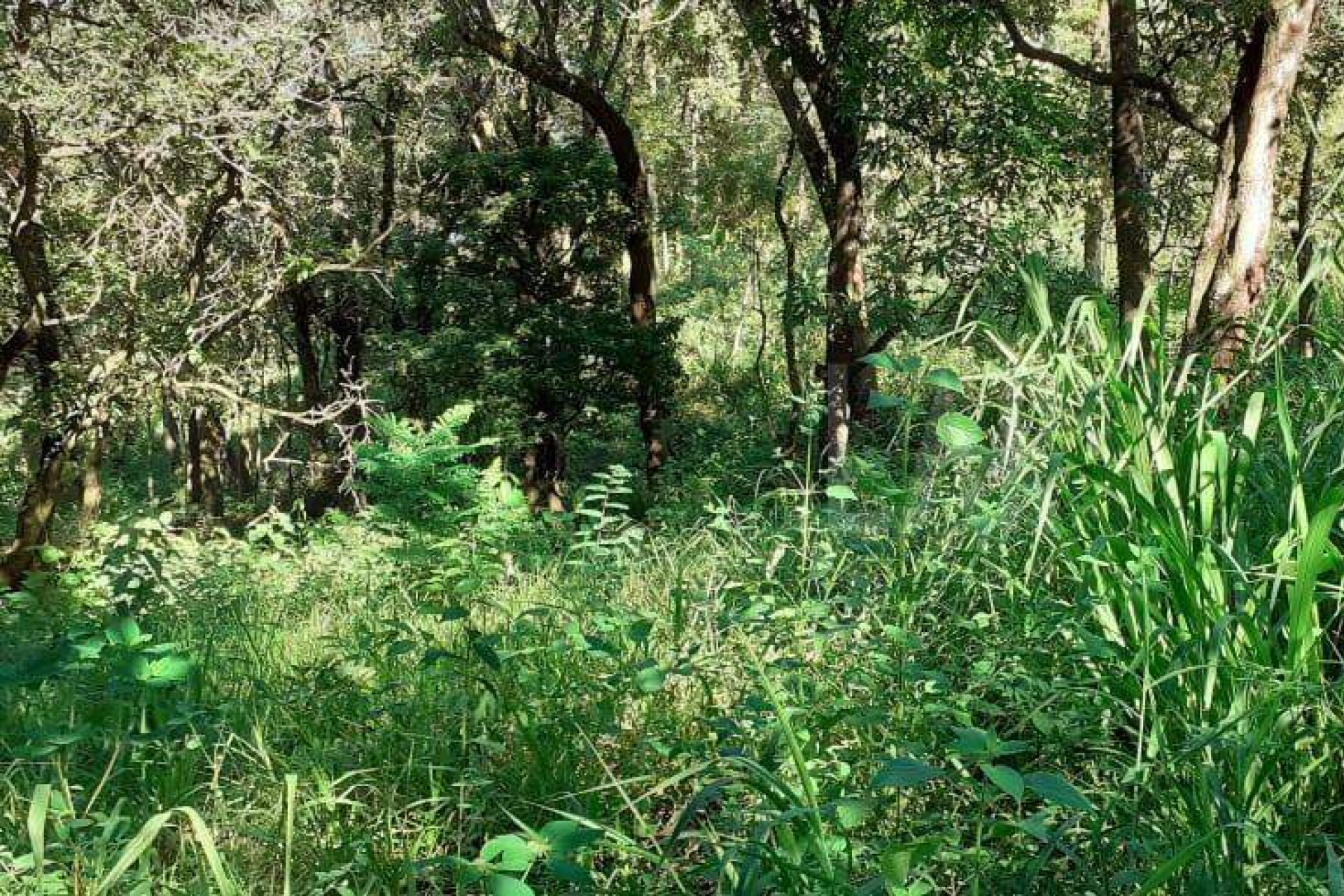 Lote - Terreno à venda, Nova Pampulha, Vespasiano - MG