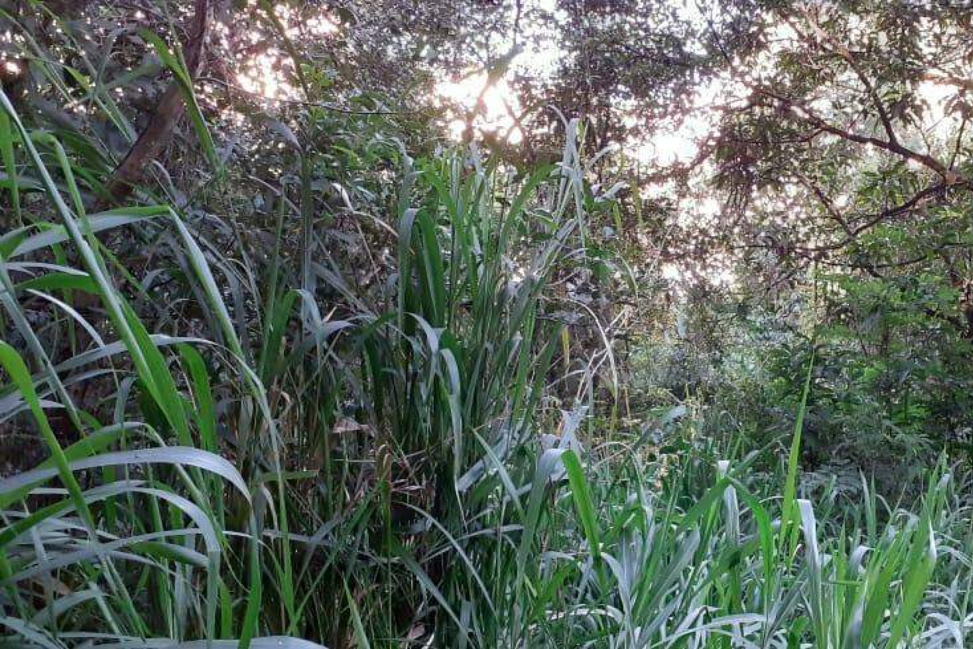 Lote - Terreno à venda, Nova Pampulha, Vespasiano - MG