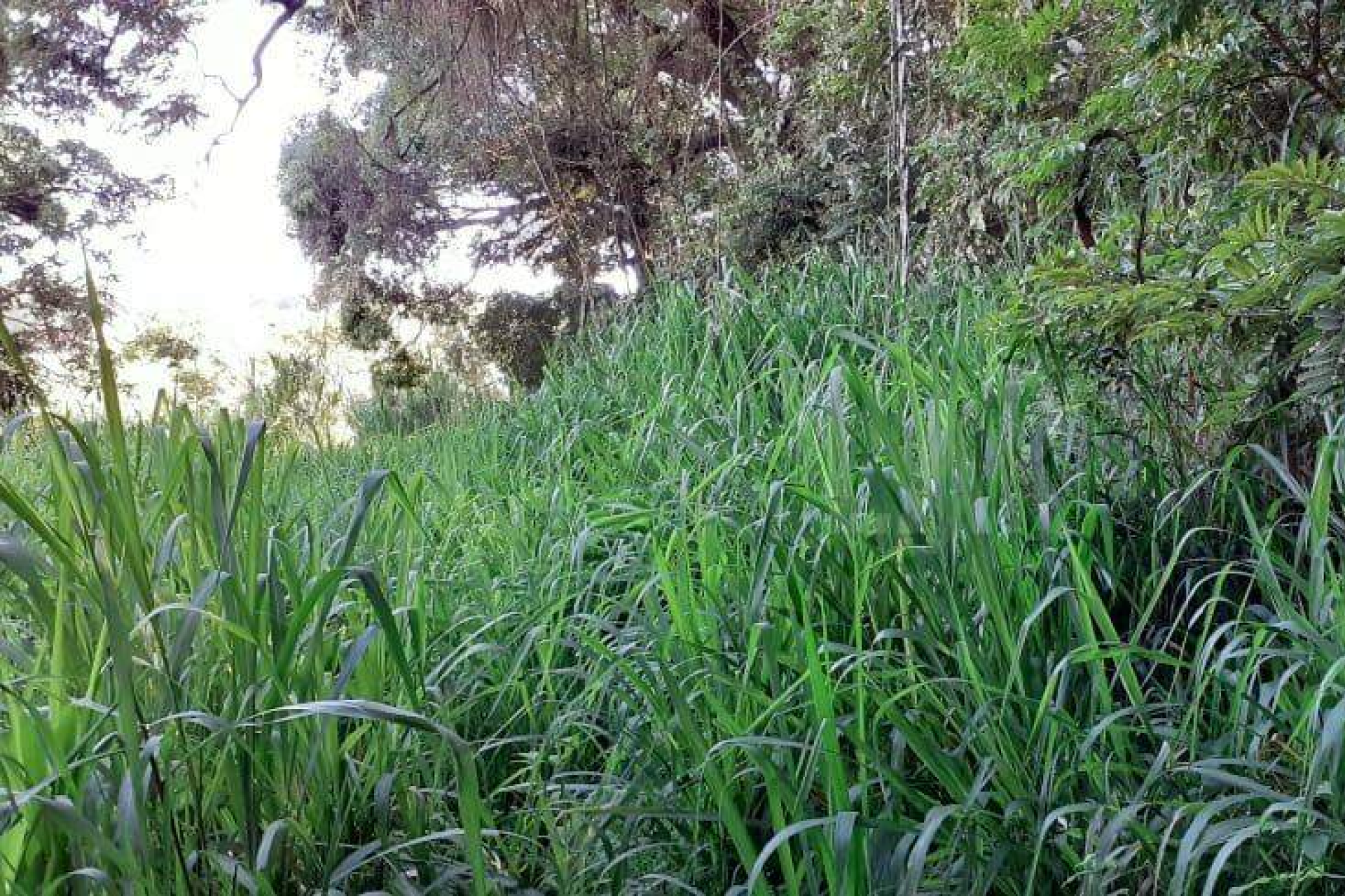Lote - Terreno à venda, Nova Pampulha, Vespasiano - MG