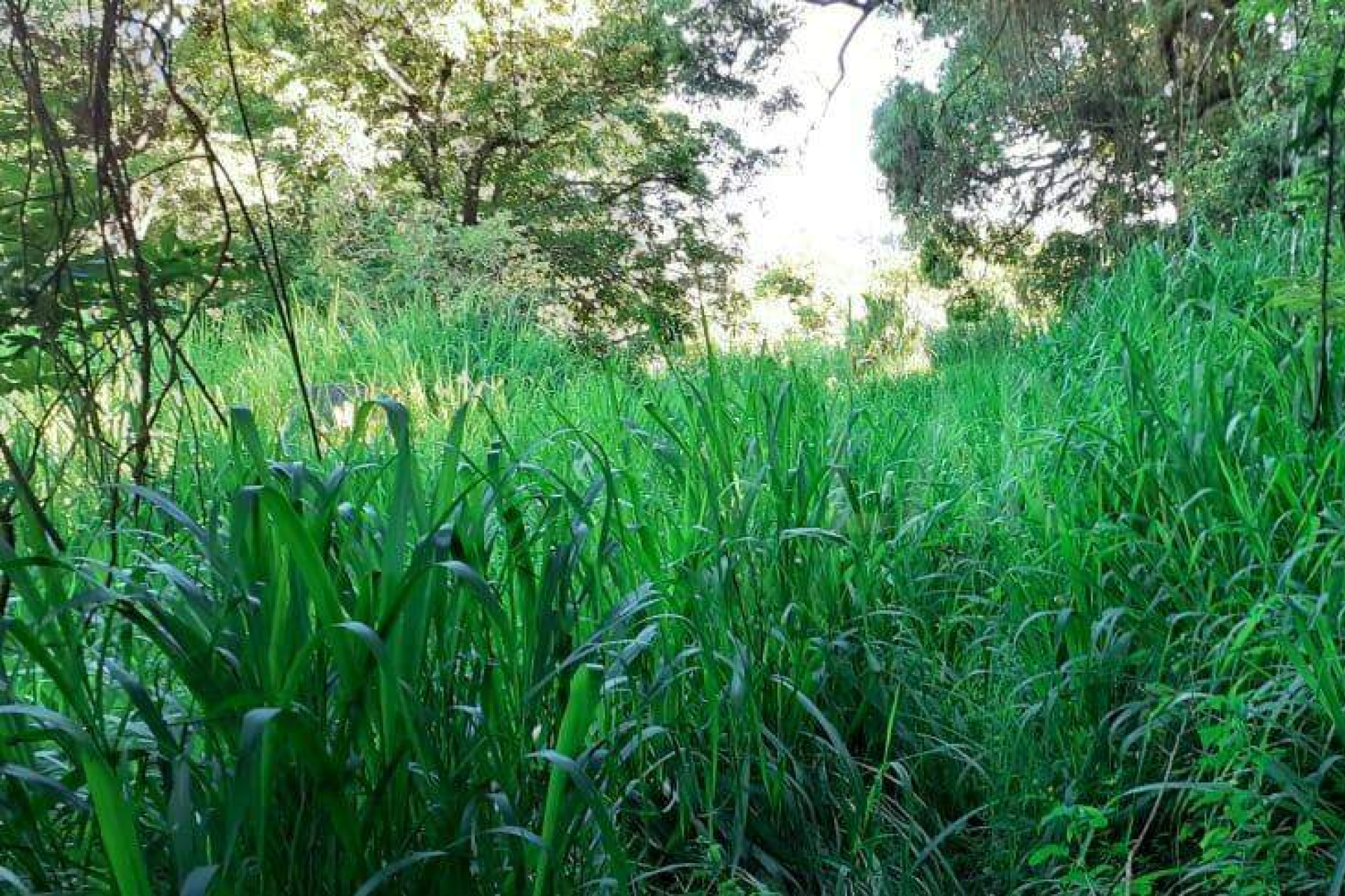 Lote - Terreno à venda, Nova Pampulha, Vespasiano - MG