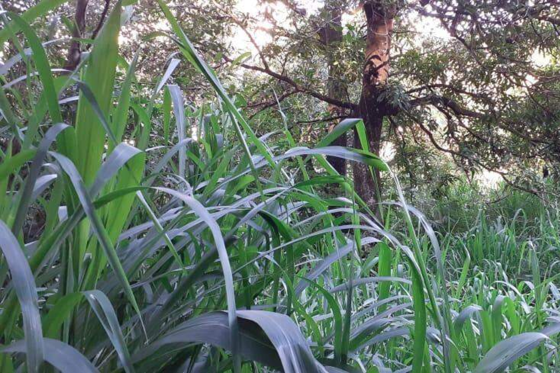 Lote - Terreno à venda, Nova Pampulha, Vespasiano - MG