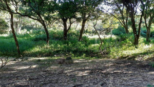 Lote - Terreno à venda, Nova Pampulha, Vespasiano - MG