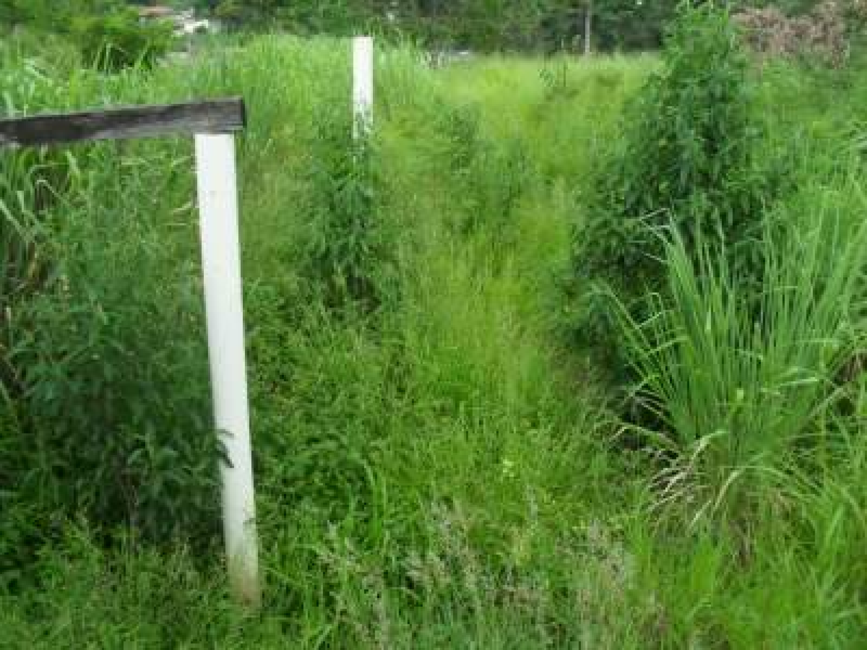 Lote - Terreno para alugar, Garças, Belo Horizonte - MG