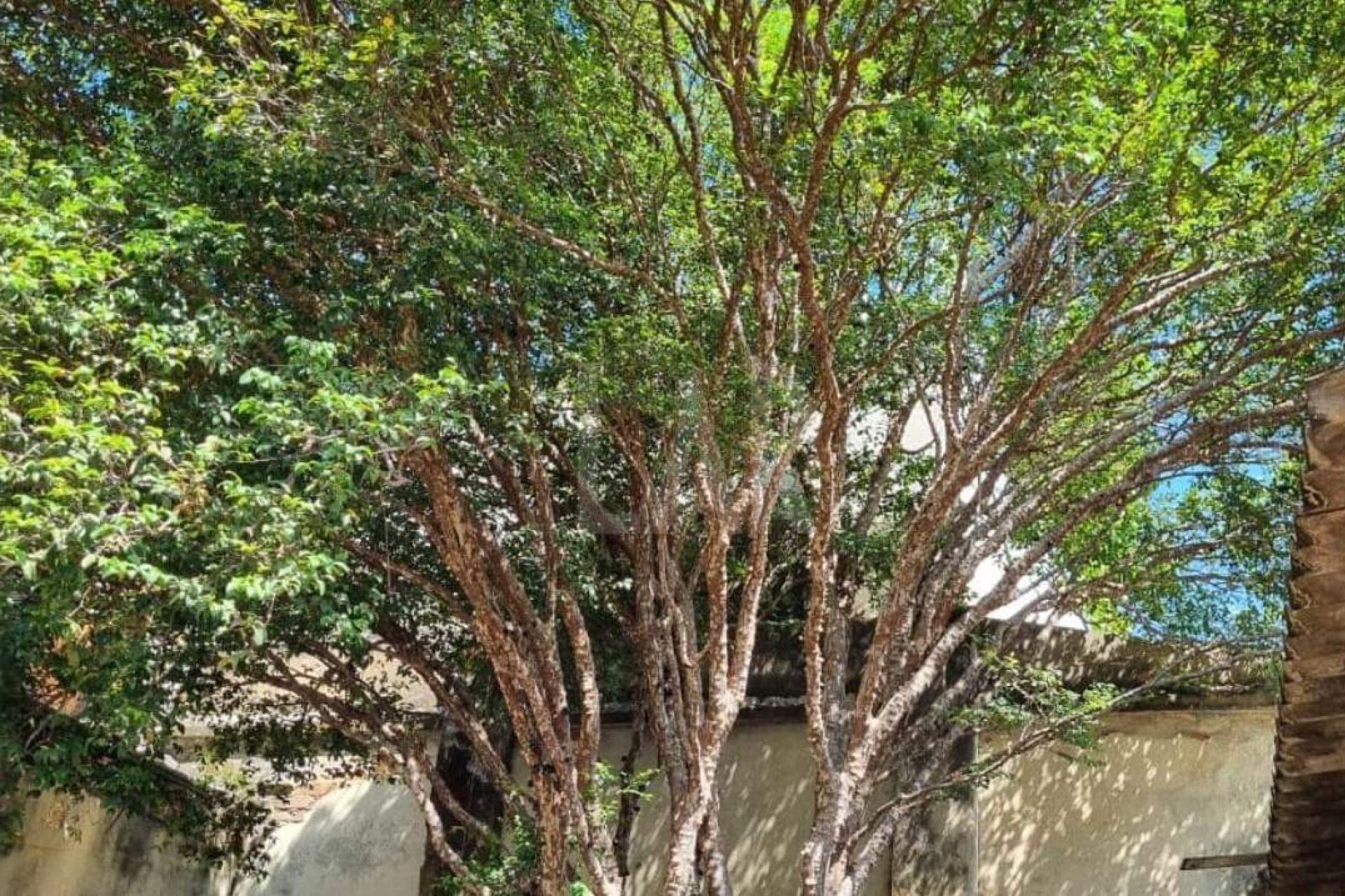 Casa de 4 quartos à venda, Padre Eustáquio, Belo Horizonte - MG